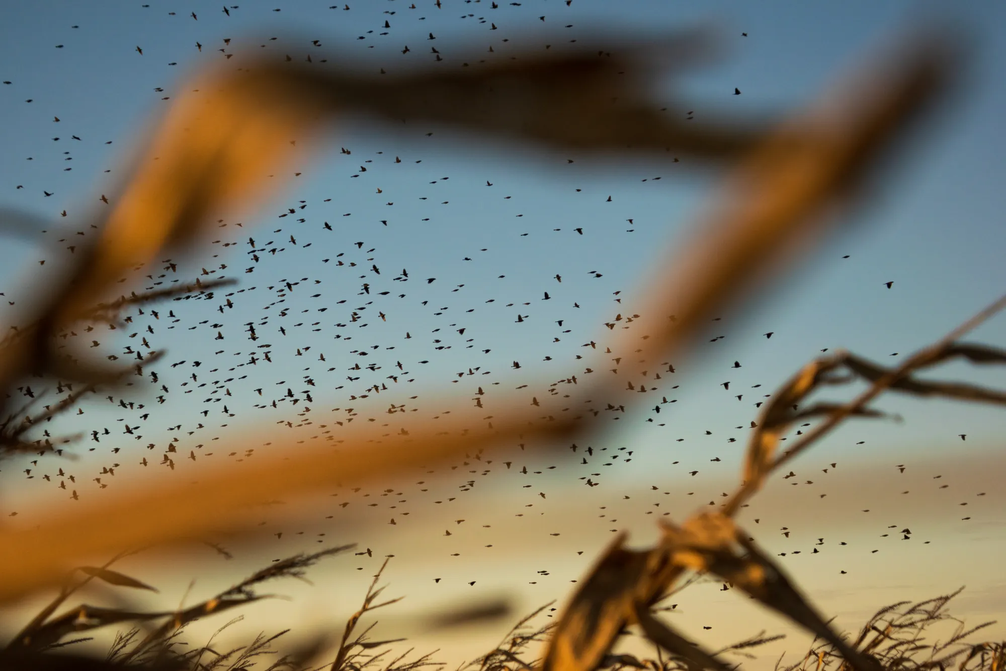 Tall corn, chimney swifts, Wisconsin. 2018.